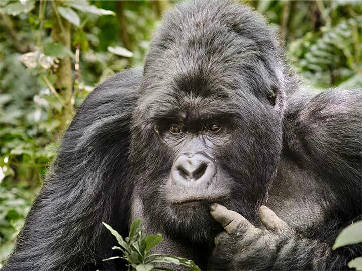 Close up of  a silverback